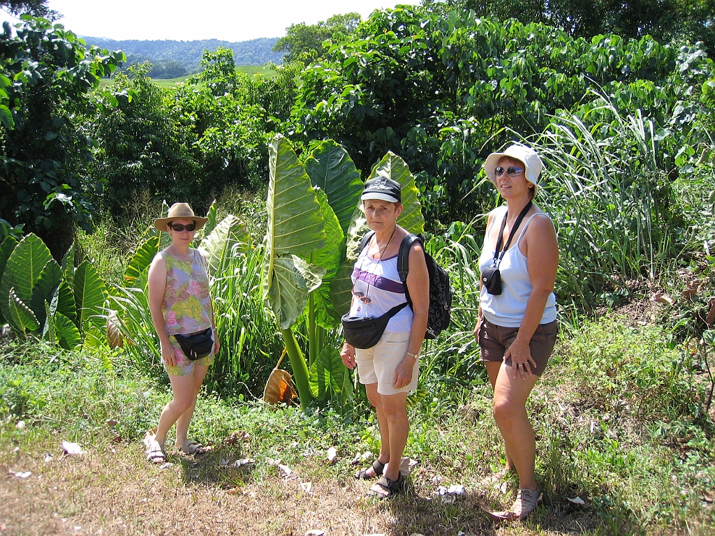 CairnsTC364 Daintree.jpg